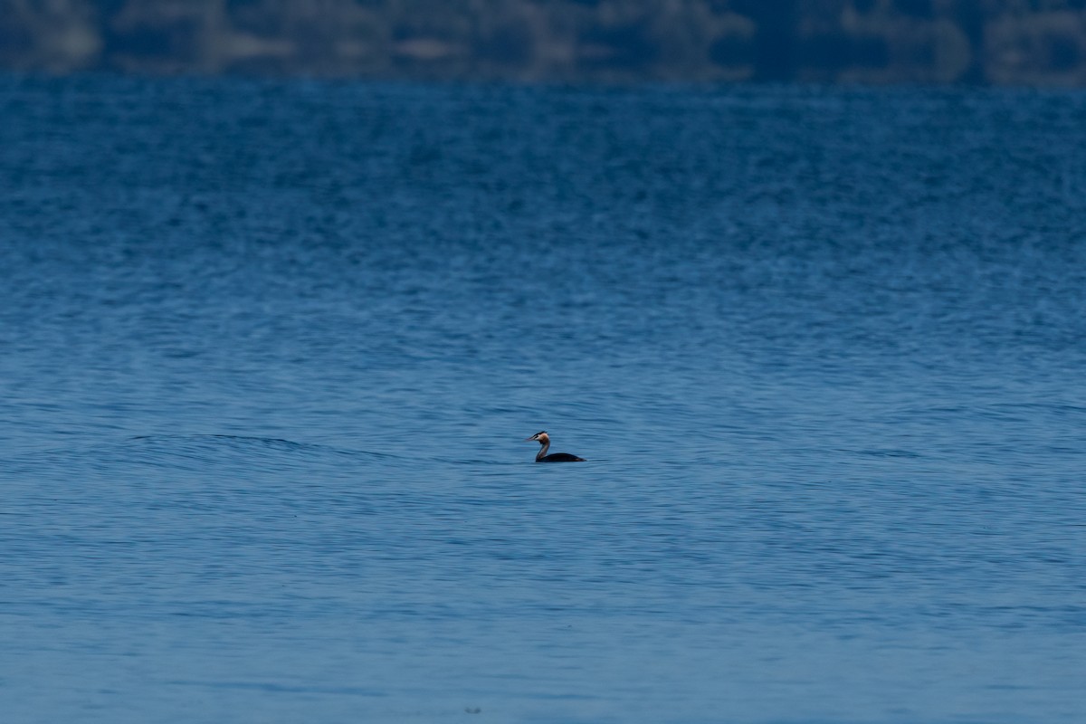 Great Crested Grebe - ML612691240