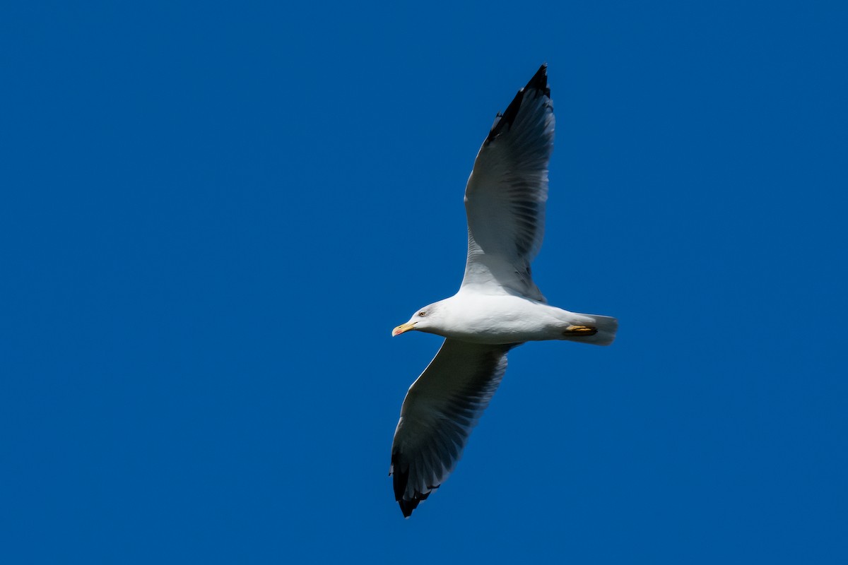 Yellow-legged Gull - ML612691250