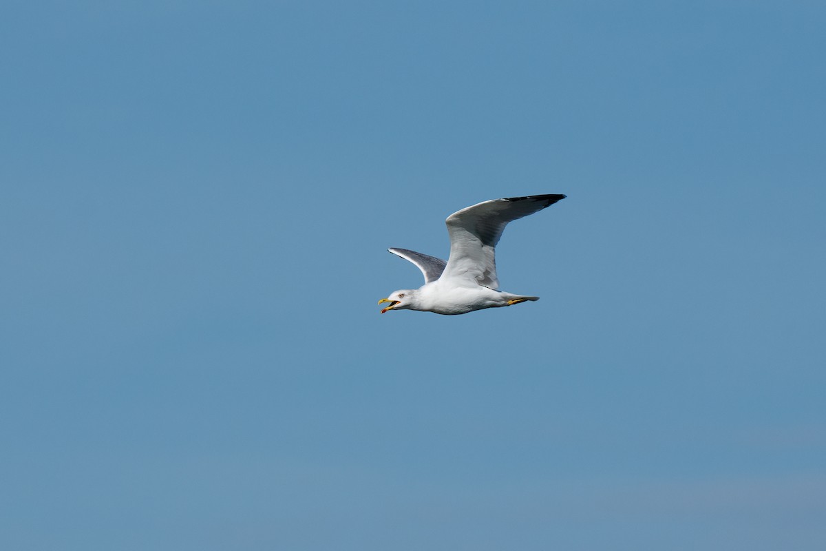 Yellow-legged Gull - ML612691251