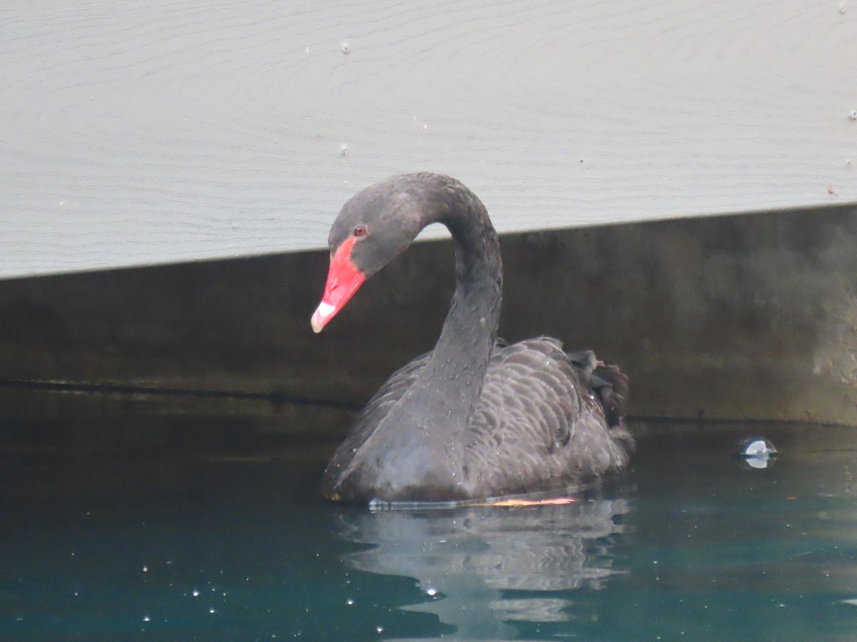 Black Swan - ML612691284