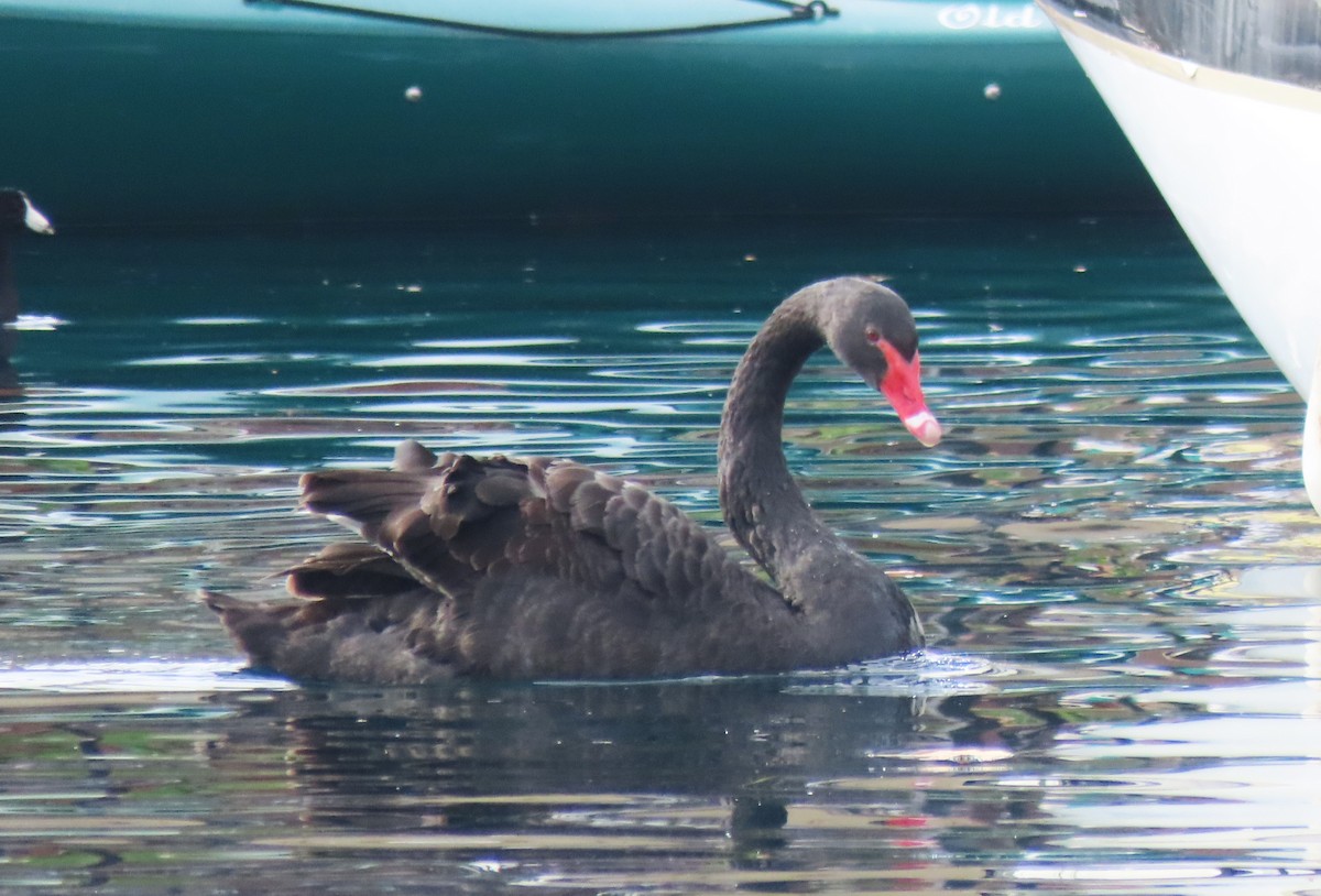 Black Swan - ML612691292