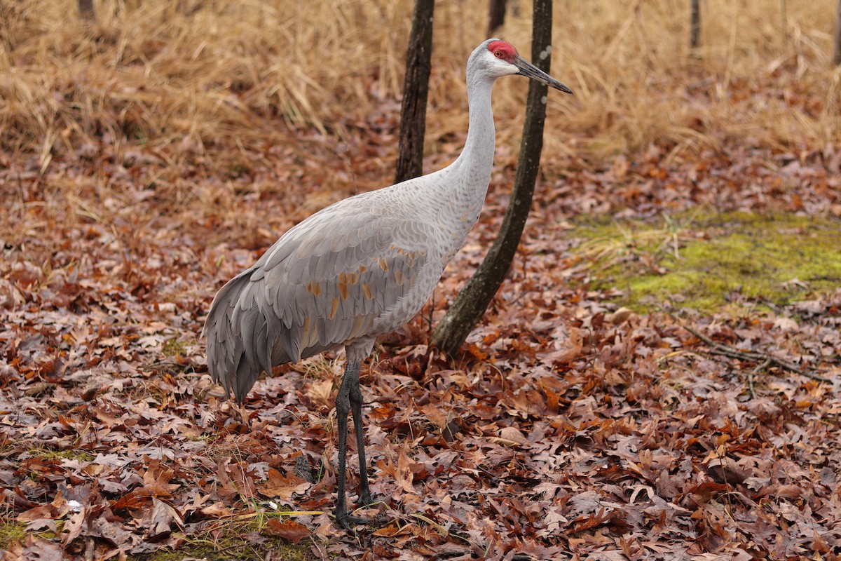 Sandhill Crane - ML612691295