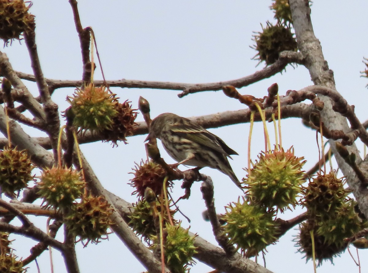 Pine Siskin - ML612691298