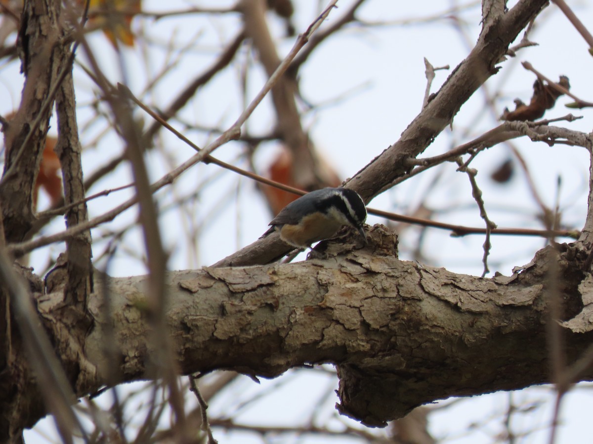 Red-breasted Nuthatch - ML612691319