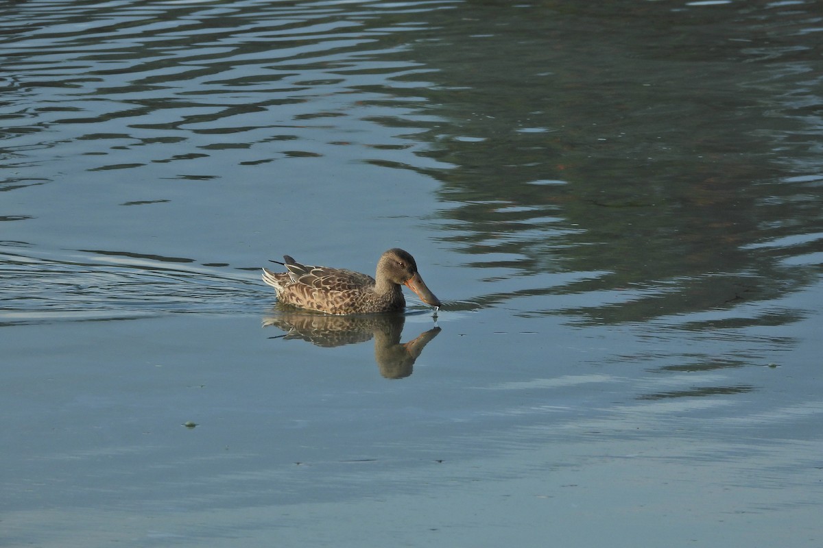 Northern Shoveler - Yu-Ting Wu