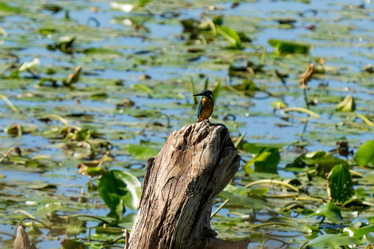 Common Kingfisher - Andrea C