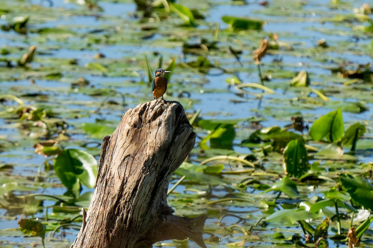 Common Kingfisher - Andrea C