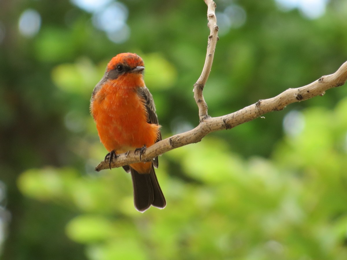 Vermilion Flycatcher - ML61269141