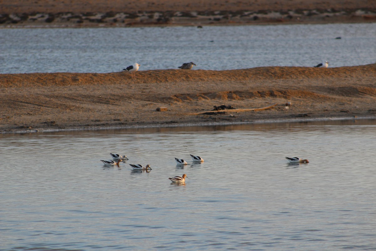 Avocette d'Amérique - ML612691422