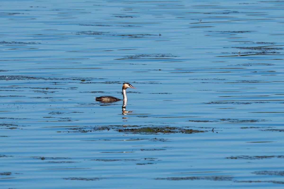 Great Crested Grebe - Andrea C