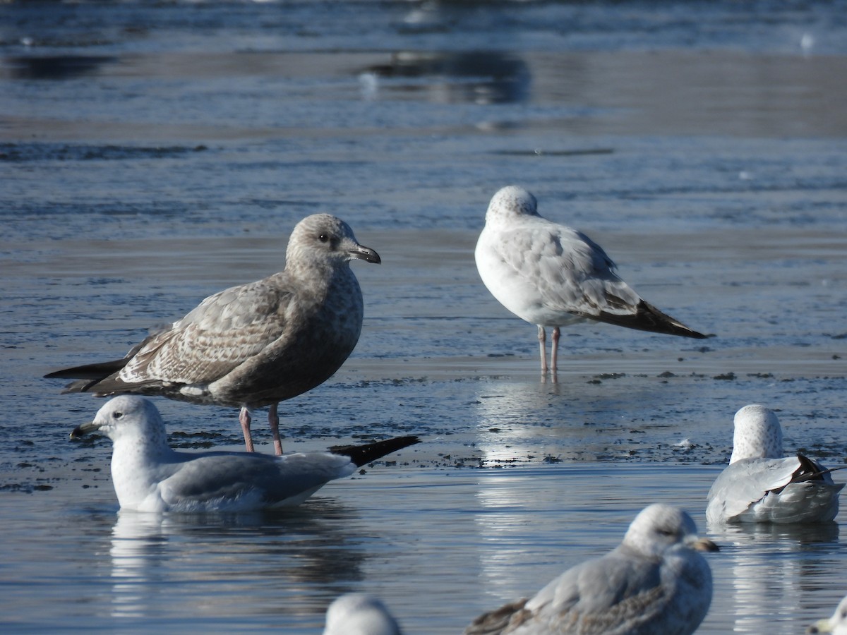 goéland sp. (Larus sp.) - ML612691450