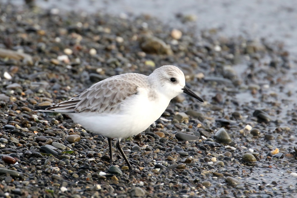 Sanderling - ML612691454