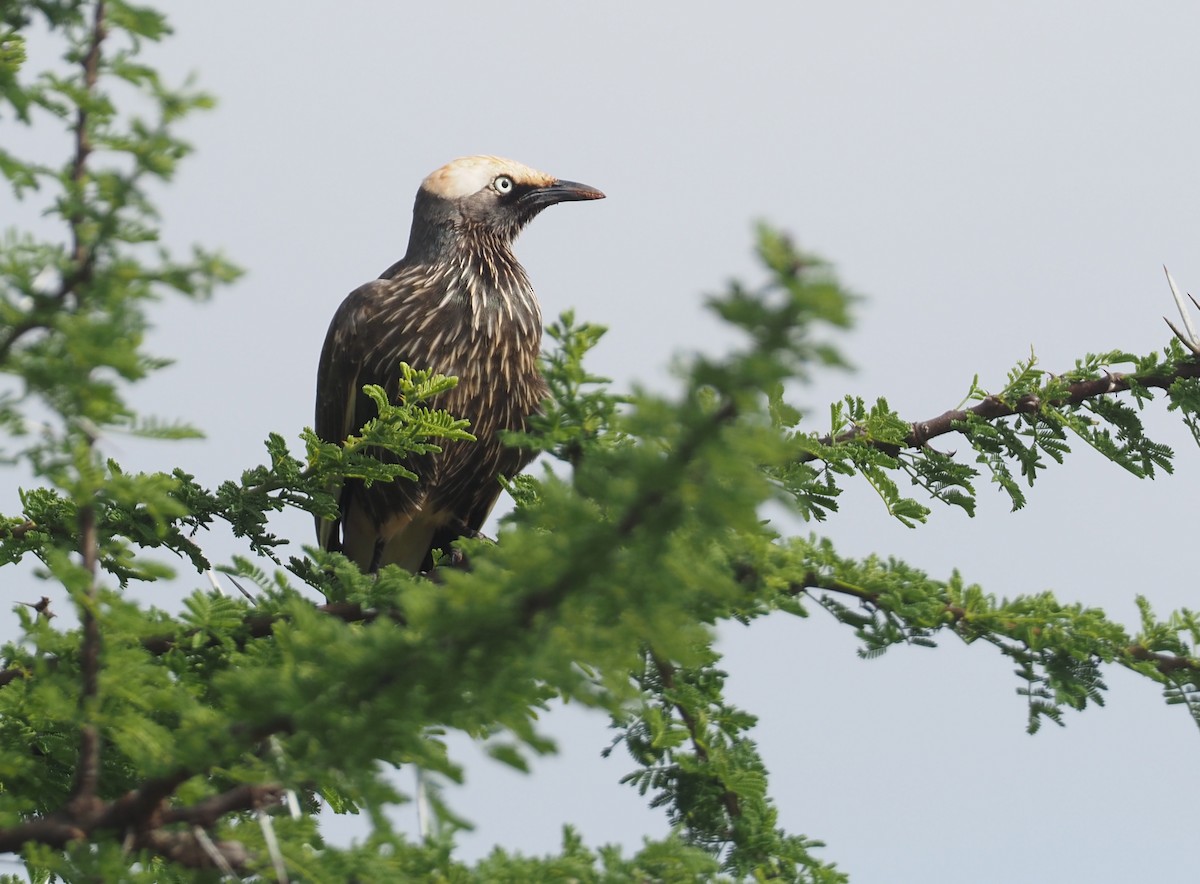 White-crowned Starling - Stephan Lorenz