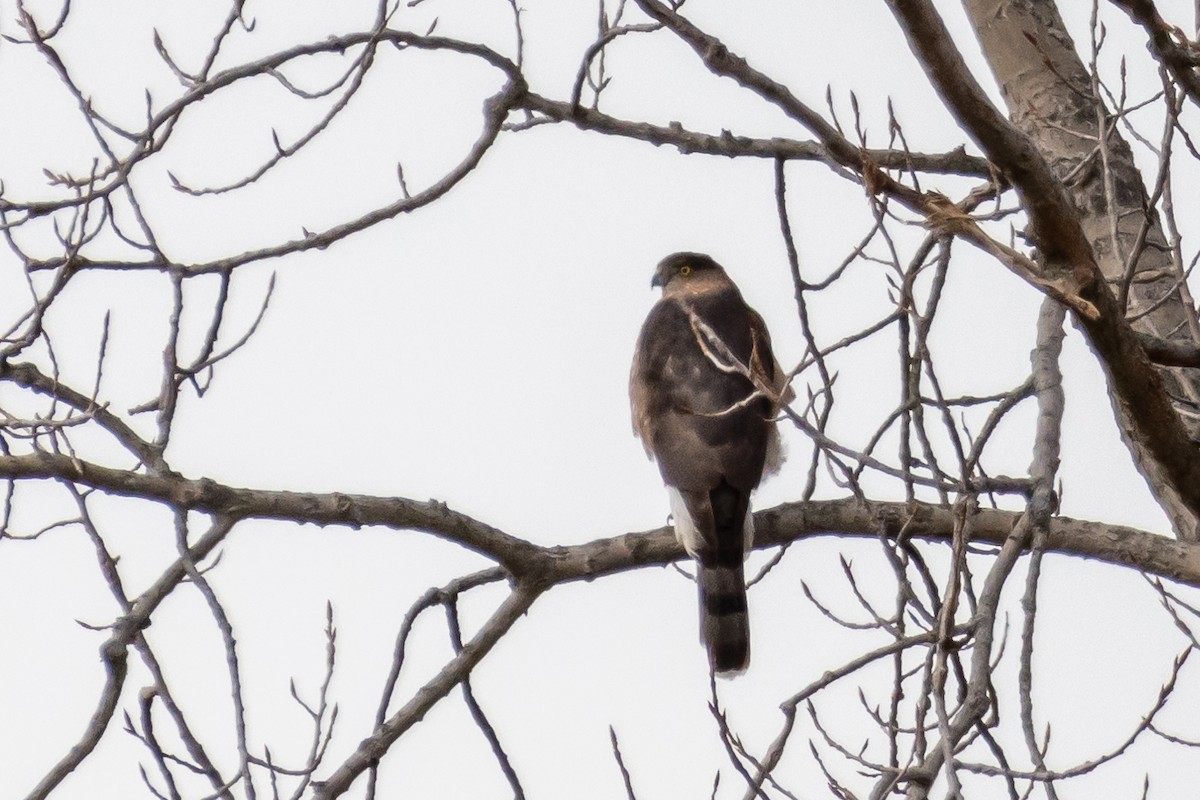 Cooper's Hawk - ML612691480