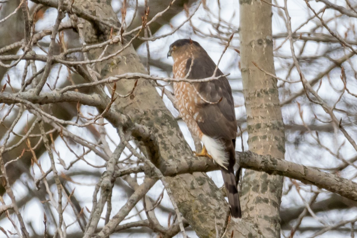 Cooper's Hawk - ML612691481