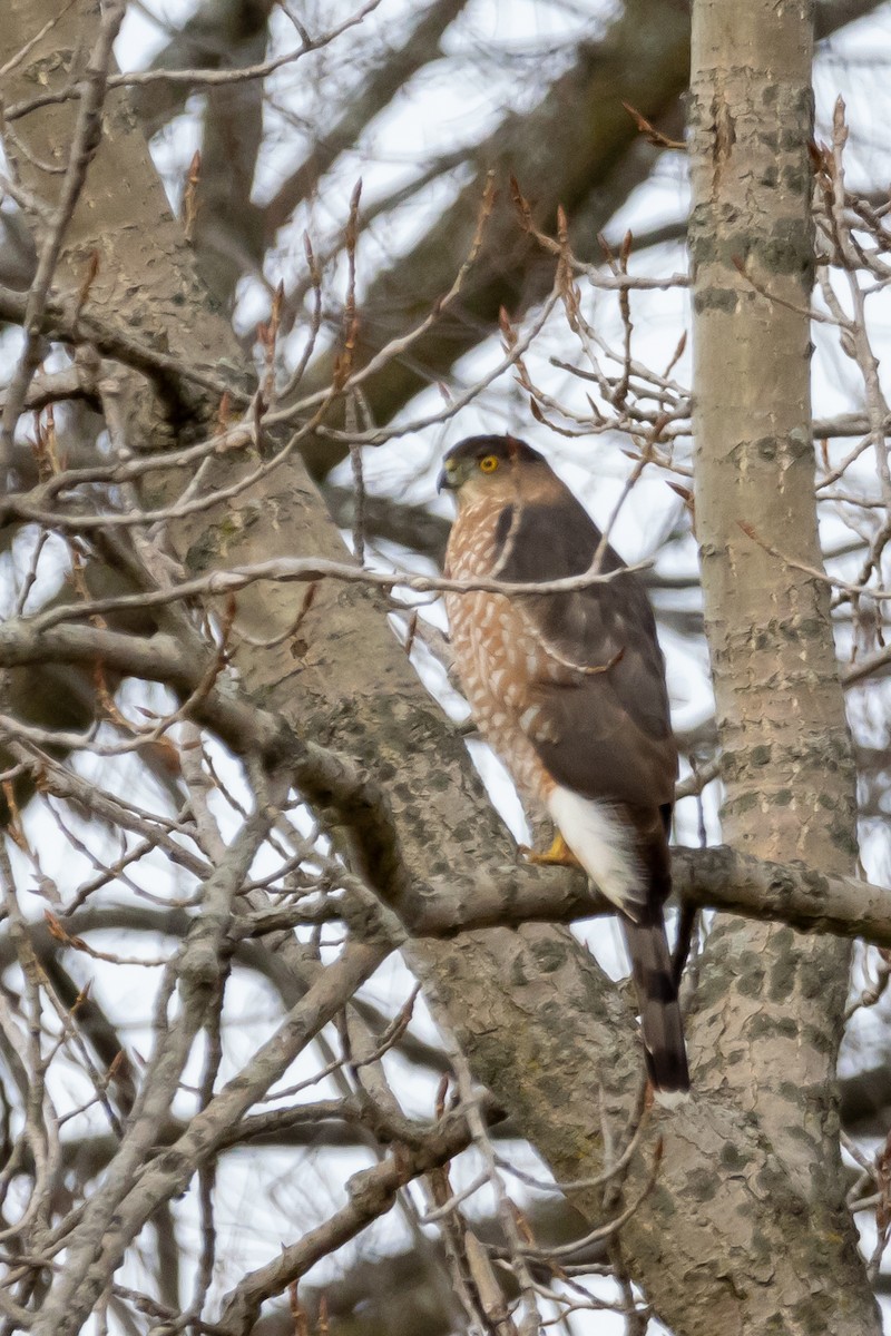 Cooper's Hawk - ML612691482