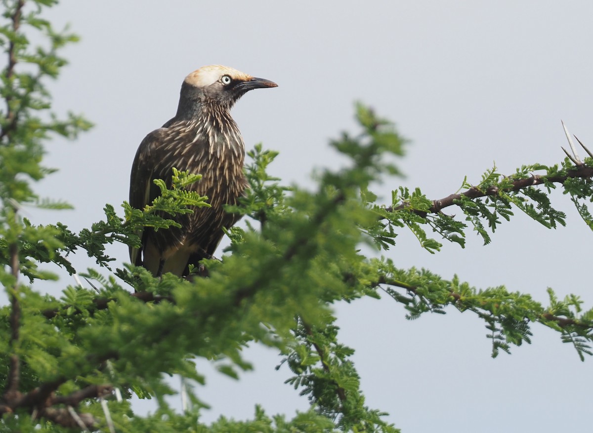 White-crowned Starling - Stephan Lorenz