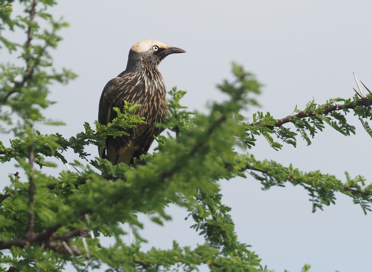 White-crowned Starling - Stephan Lorenz