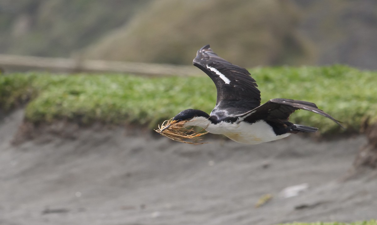 Cormorán de Macquarie - ML612691505