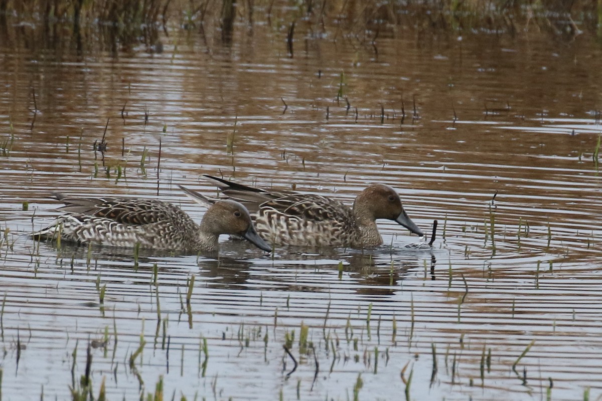 Northern Pintail - David Forsyth