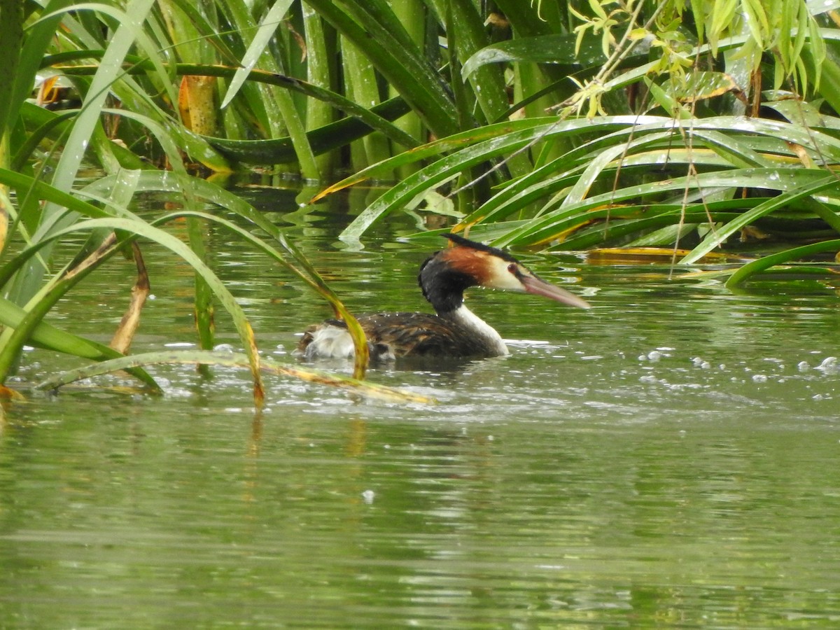 Great Crested Grebe - ML612691593