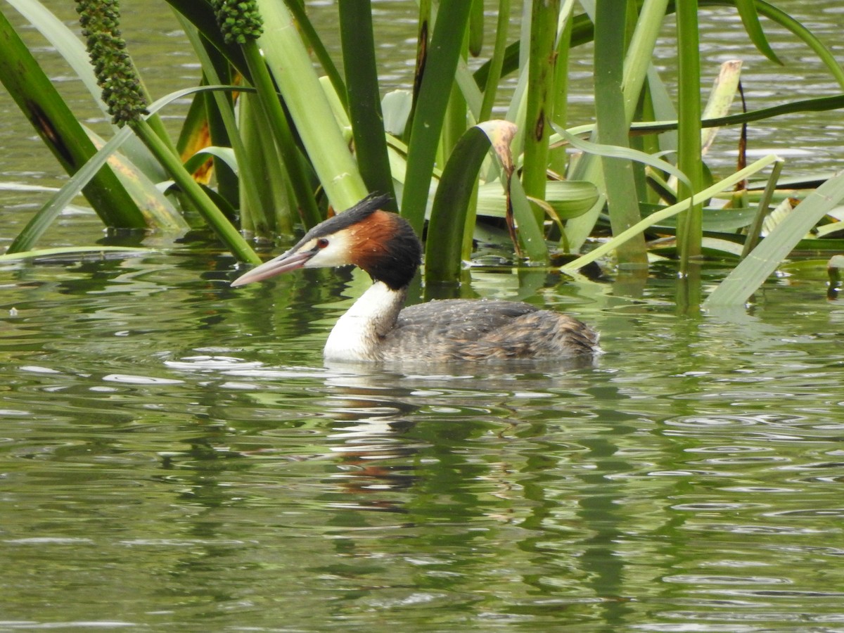 Great Crested Grebe - ML612691594
