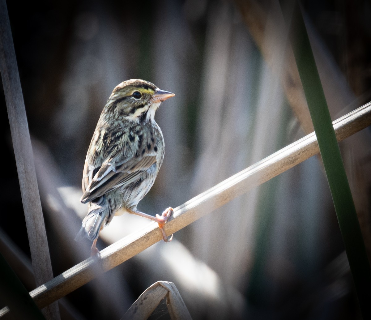 Savannah Sparrow - ML612691688