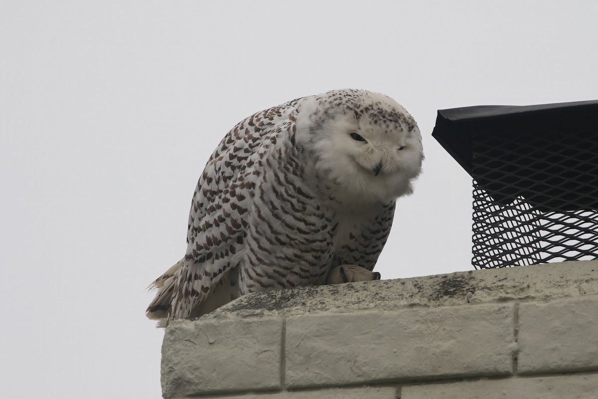 Snowy Owl - Adrian Vilca