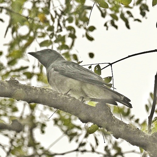 Large Cuckooshrike - ML612691706