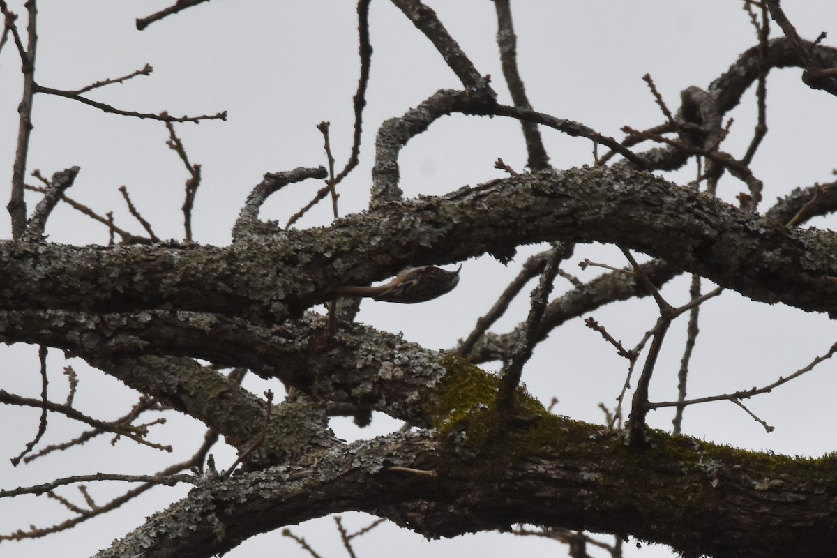 Brown Creeper - Dawn S