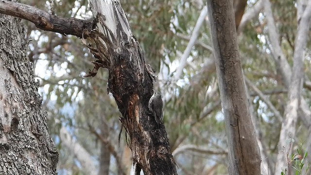 White-throated Treecreeper - ML612691728