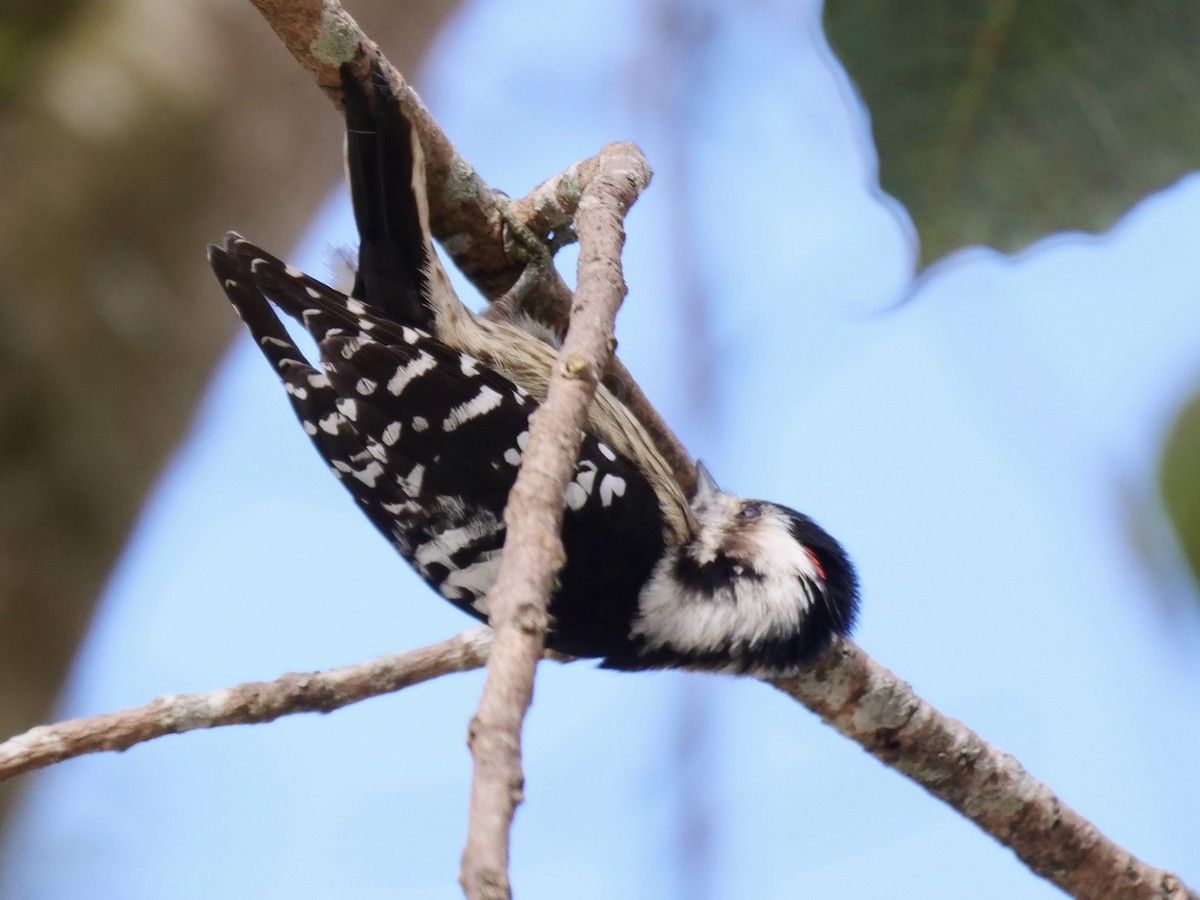 Gray-capped Pygmy Woodpecker - ML612691762
