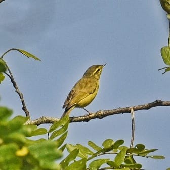 Tickell's Leaf Warbler - Francis D'Souza