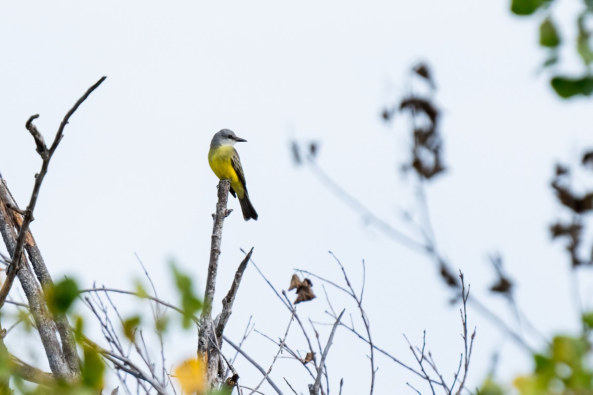 Tropical Kingbird - ML612691888