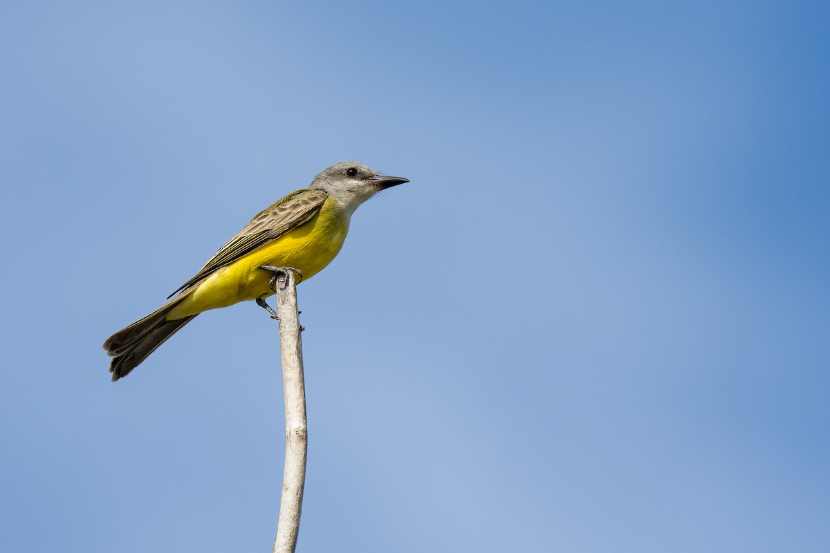 Tropical Kingbird - ML612691907