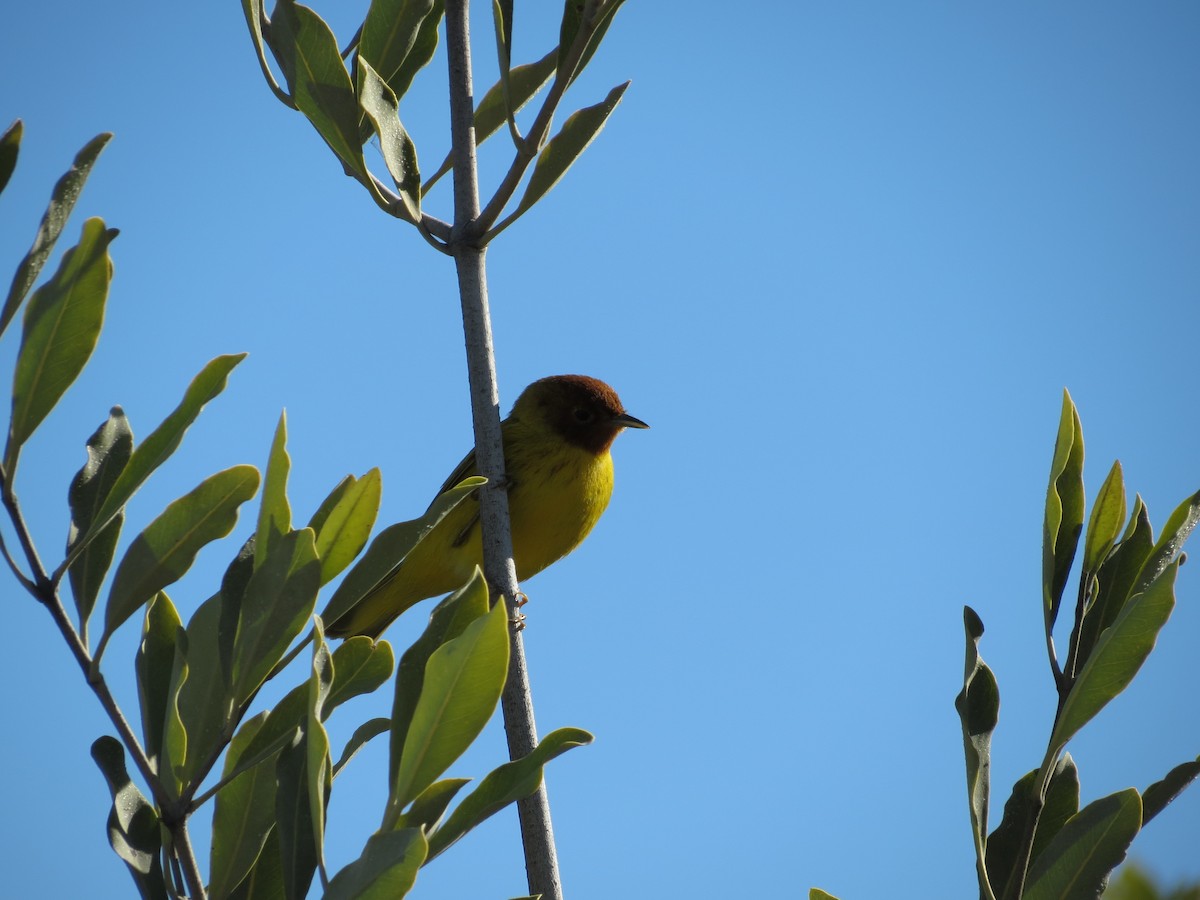 Yellow Warbler (Mangrove) - Diana Figueroa Egurrola