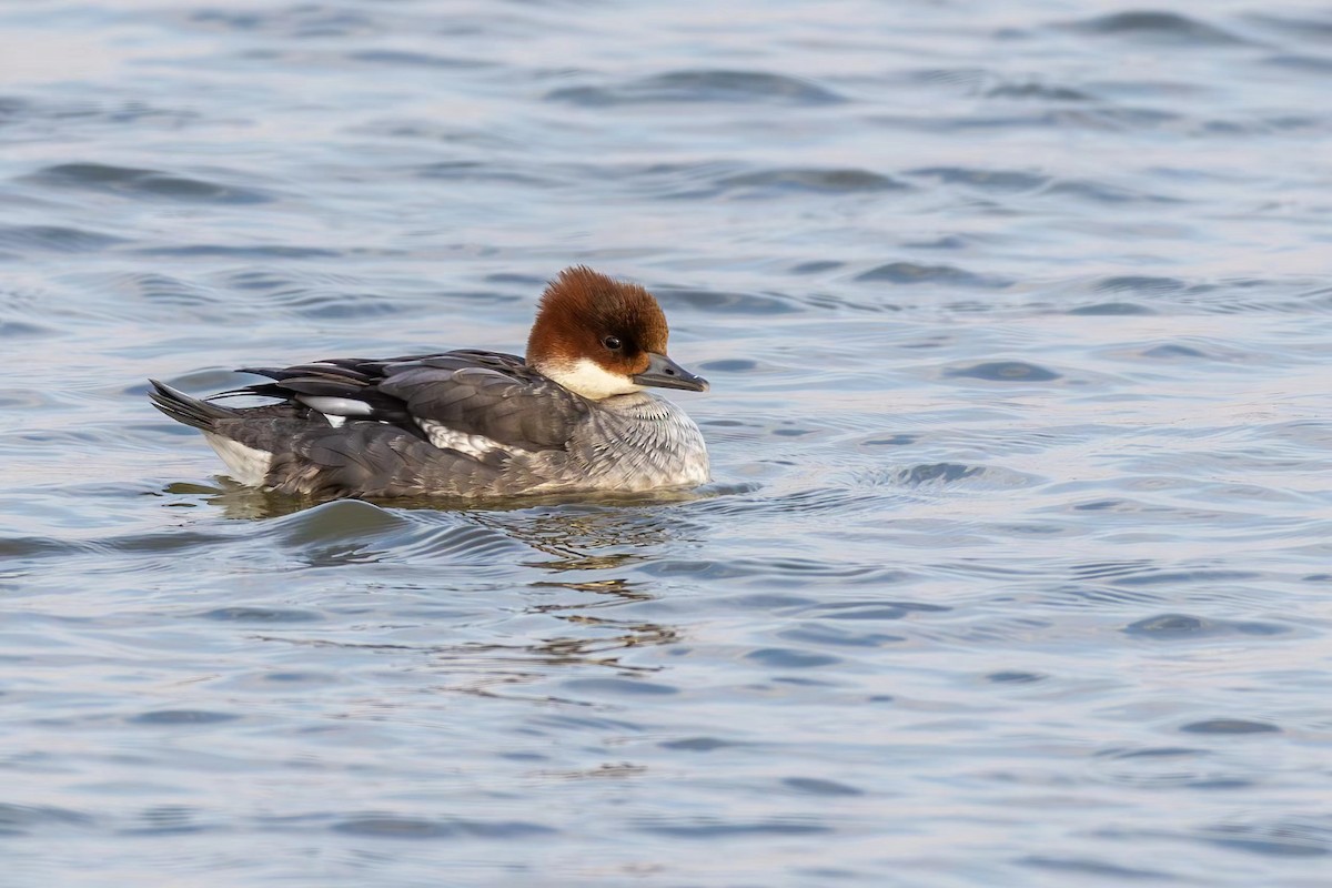 Smew - ML612691922