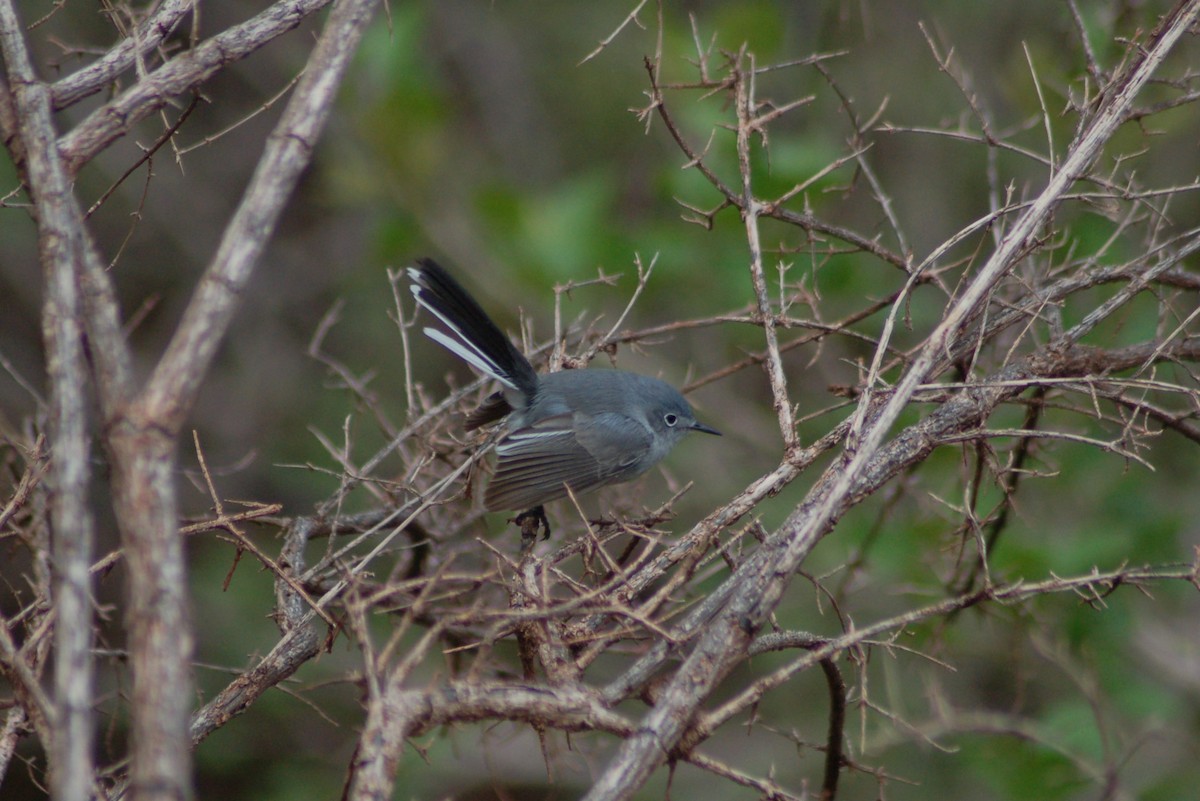 Blue-gray Gnatcatcher - ML612691952