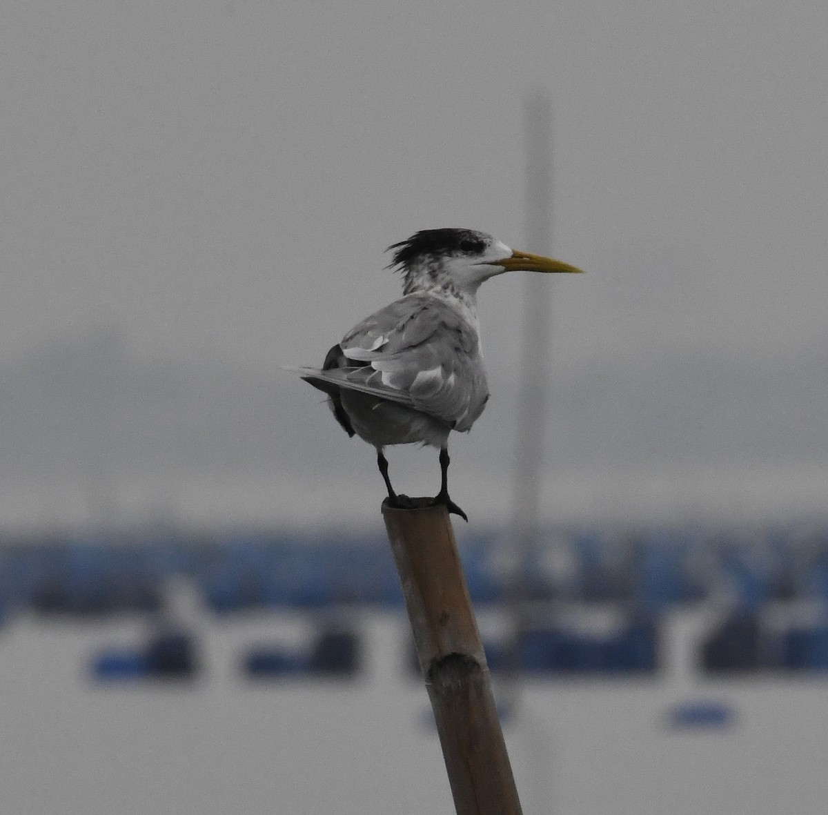 Great Crested Tern - ML612691966