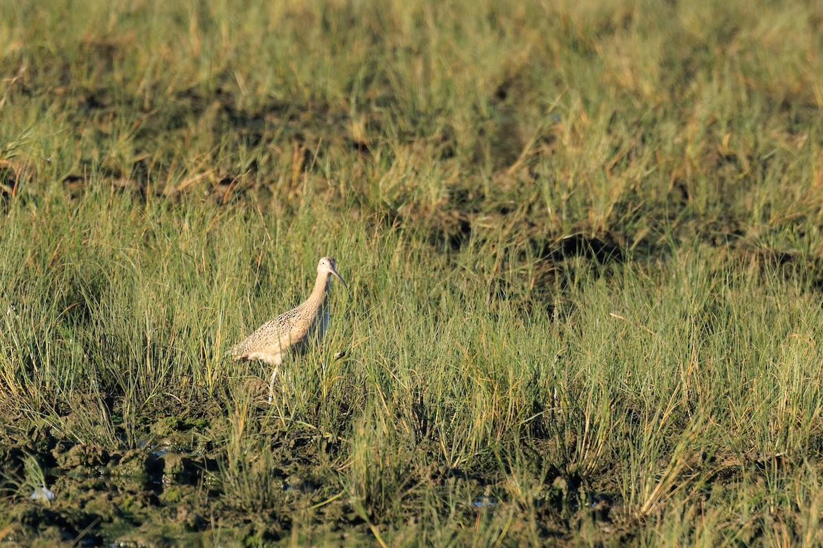 Long-billed Curlew - ML612692020