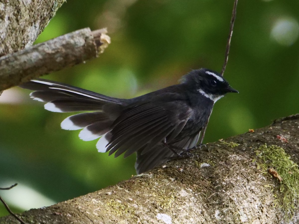 White-throated Fantail - ML612692043