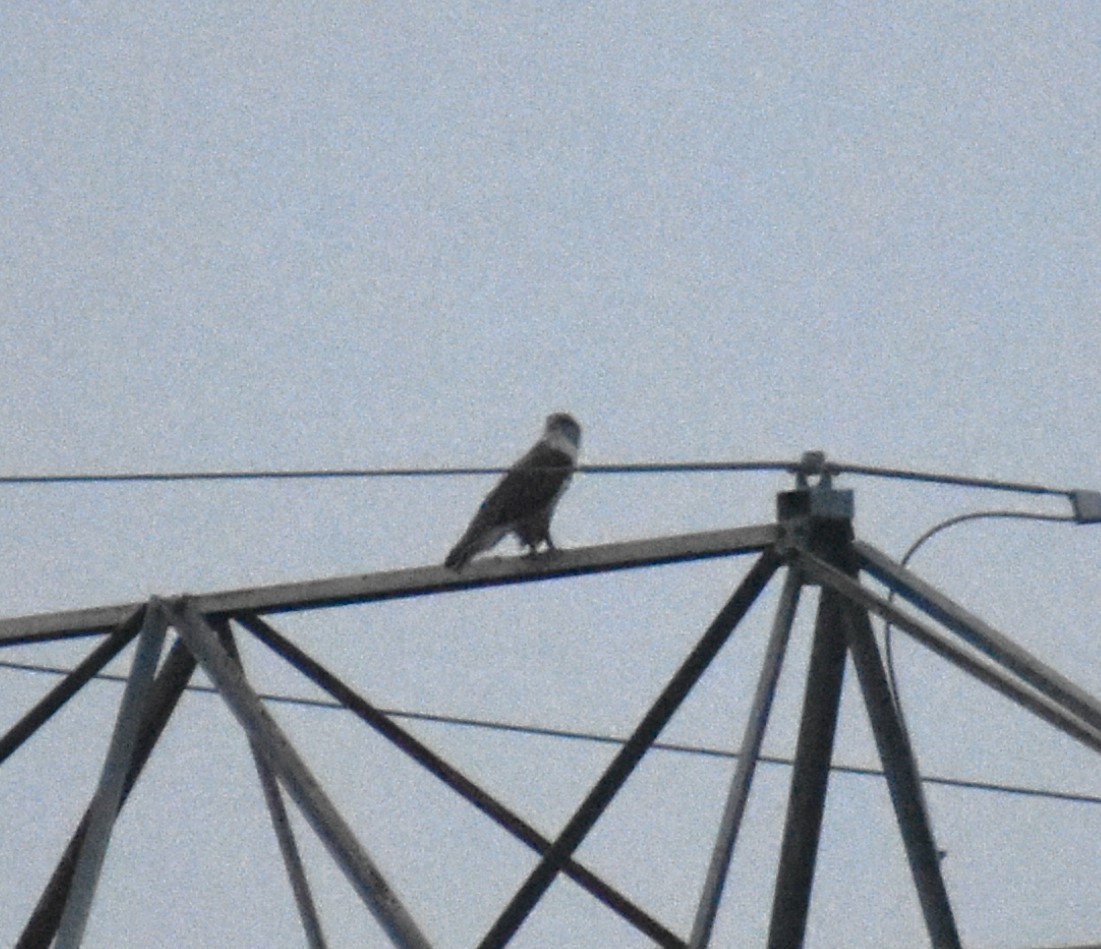 Ferruginous Hawk - Isaiah Woodard