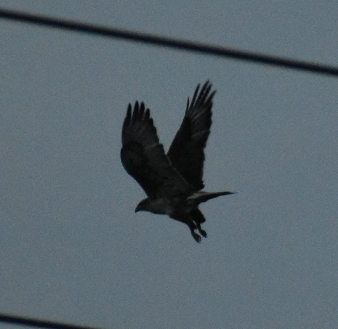 Ferruginous Hawk - Isaiah Woodard