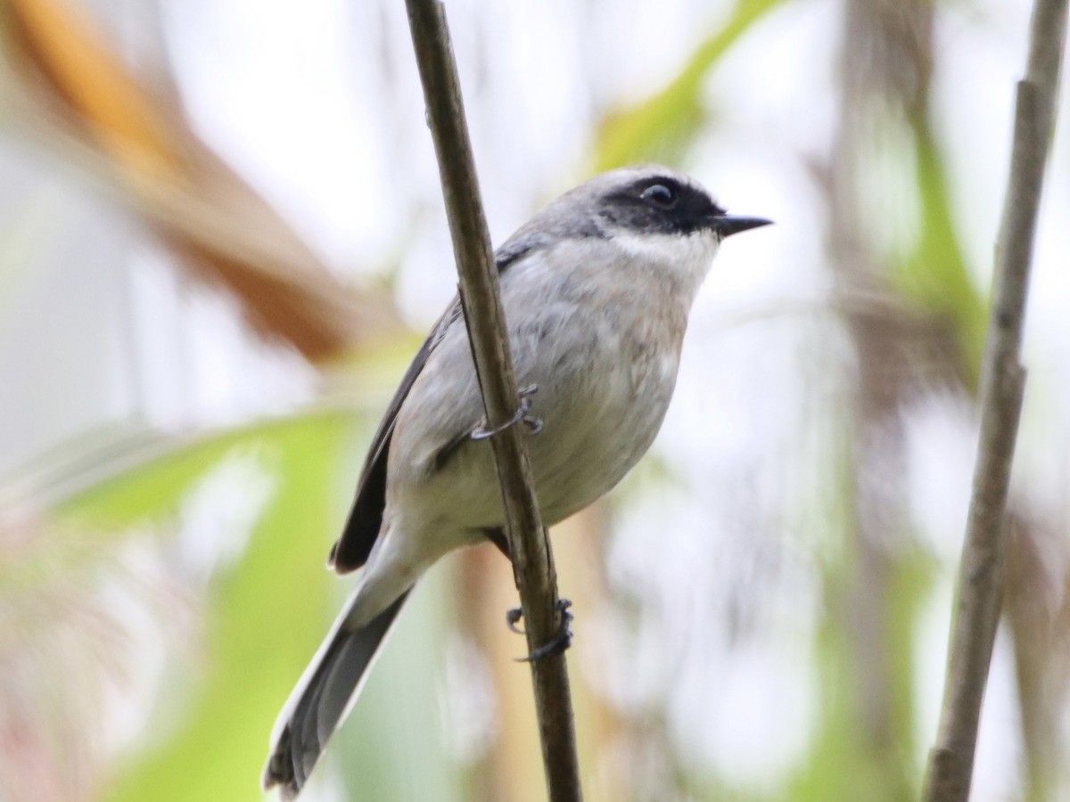 Gray Bushchat - ML612692114