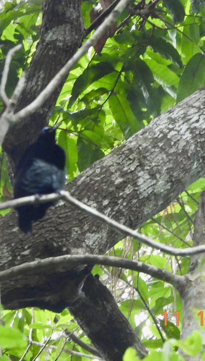 Victoria's Riflebird - ML612692124