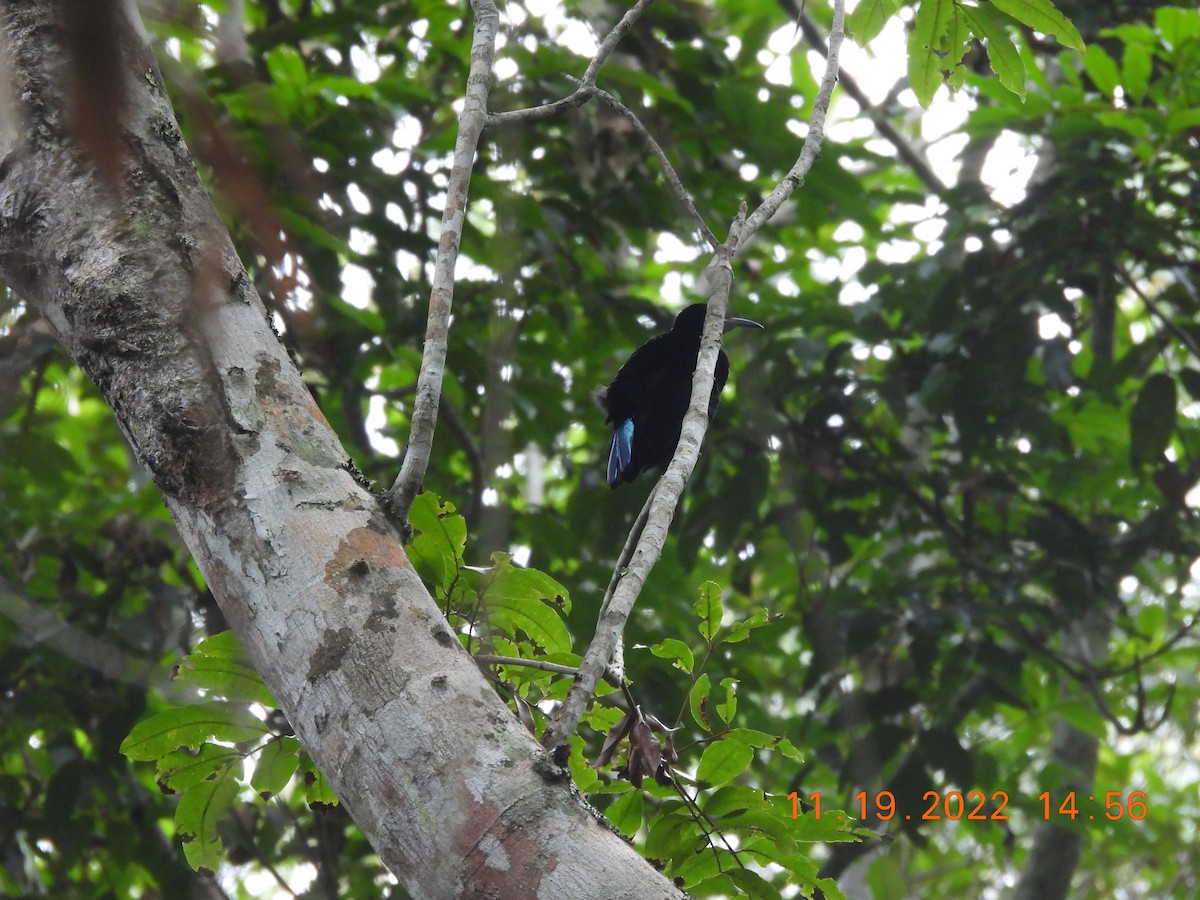 Victoria's Riflebird - ML612692126