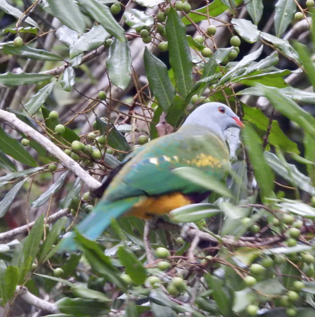 Wompoo Fruit-Dove - ML612692165