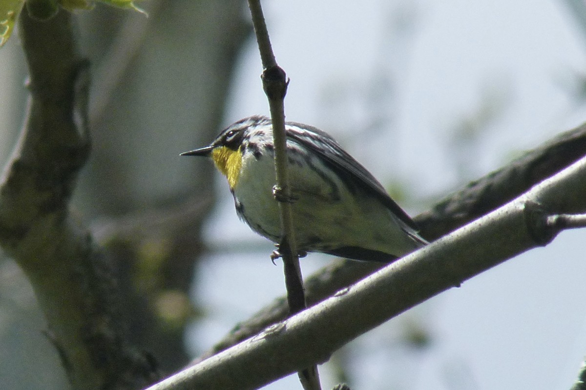 Yellow-throated Warbler - ML612692186