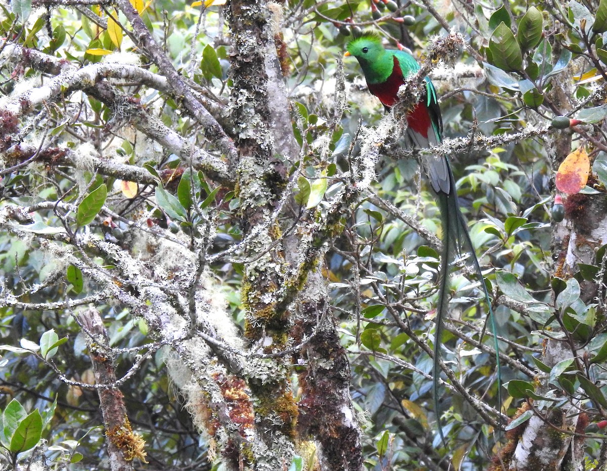 Resplendent Quetzal - Ben Meredyk