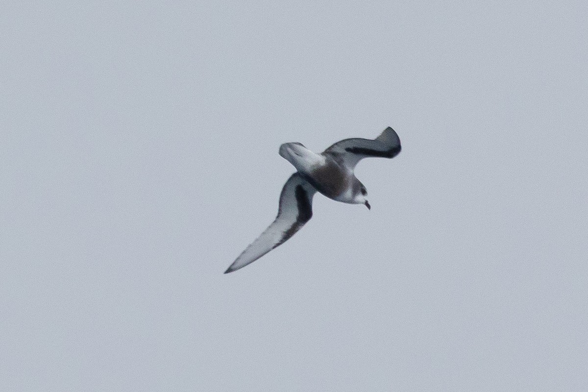 Mottled Petrel - ML612692304